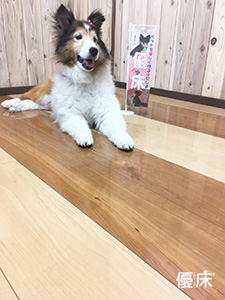 フロアコーティング来店犬様04