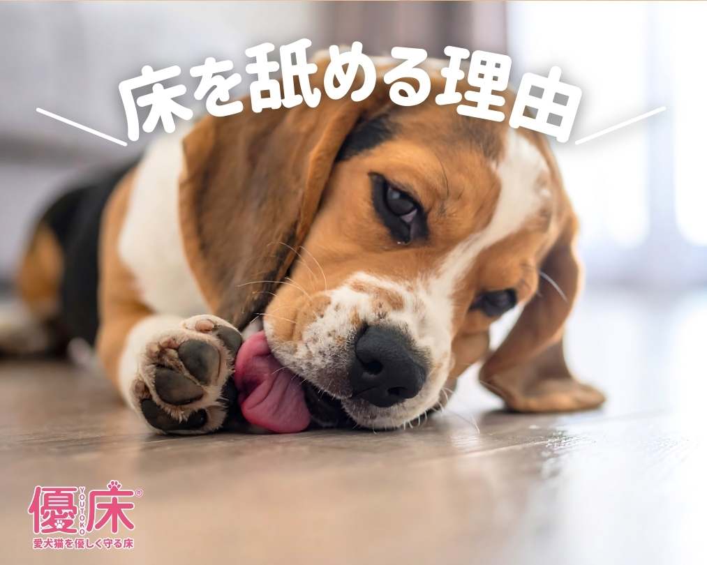 犬が床を舐めて歩く原因と改善方法