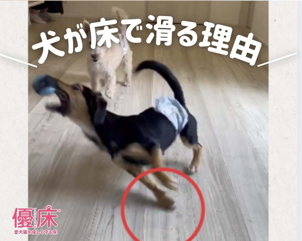 犬が床で滑るのはどうして？理由から対策法まで解説