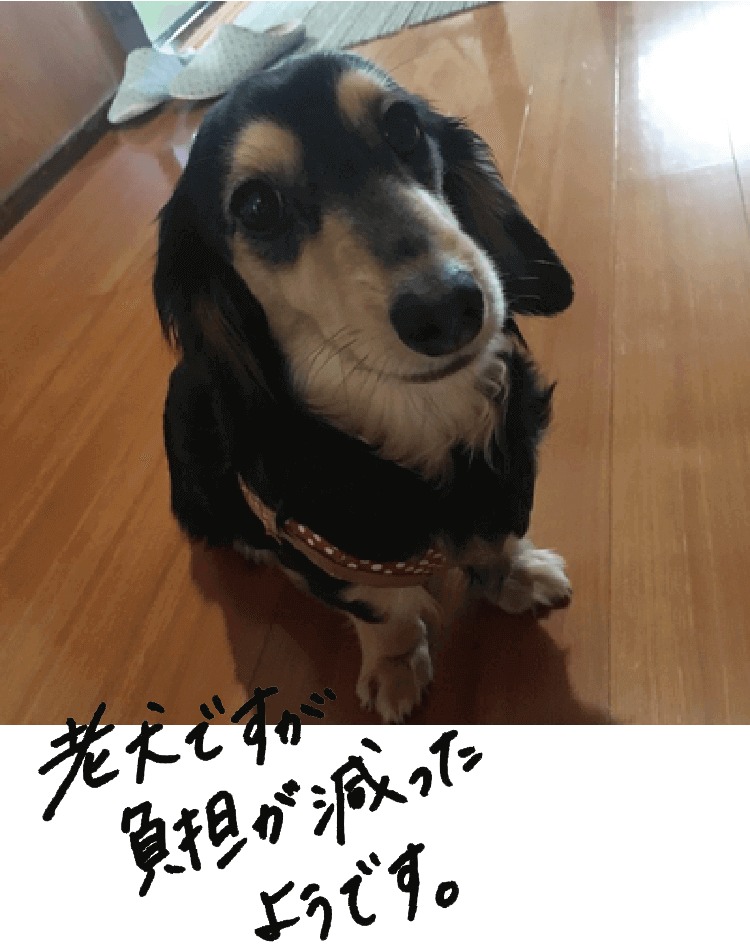 老犬がフローリングで滑らない