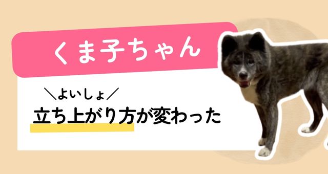 優床施工済の仲間くまこちゃん