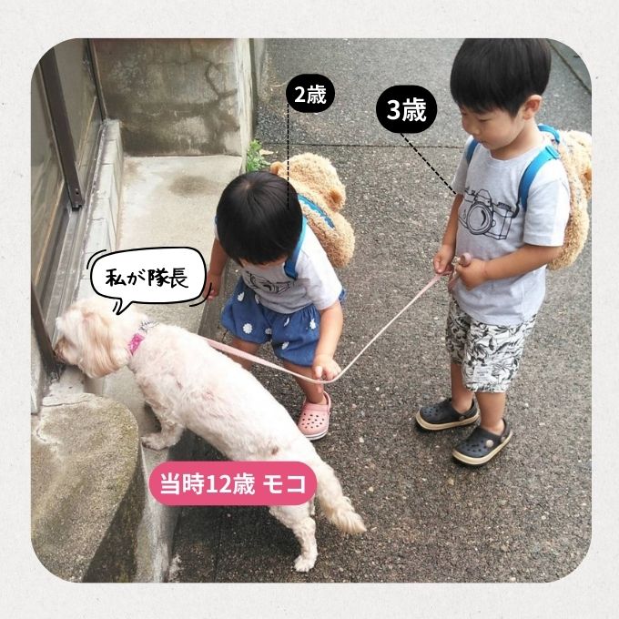 さとう家のトイプードルモコ